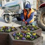 26.03.2020. Kielce. Bratki w klombach przy ul. Paderewskiego / Piotr Kwaśniewski / Radio Kielce