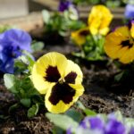 26.03.2020. Kielce. Bratki w klombach przy ul. Paderewskiego / Piotr Kwaśniewski / Radio Kielce