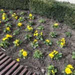 15.03.2020. Sandomierz. Bratki / Grażyna-Szlęzak-Wójcik / Radio Kielce