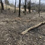 14.03.2020. Królewice. Cmentarz z okresu I wojny światowej / Grażyna Szlęzak-Wójcik / Radio Kielce