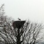 20.03.2020 Kielce. Bocian w gnieździe przy ul. Wikaryjskiej / Dariusz Salwa