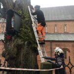 Sandomierz. Ratowanie zabytkowej lipy / Grażyna Szlęzak-Wójcik / Radio Kielce