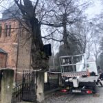 Sandomierz. Ratowanie zabytkowej lipy / Grażyna Szlęzak-Wójcik / Radio Kielce