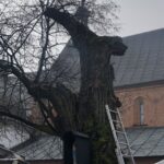 Sandomierz. Ratowanie zabytkowej lipy / Grażyna Szlęzak-Wójcik / Radio Kielce