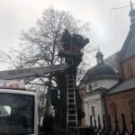 Sandomierz. Ratowanie zabytkowej lipy / Grażyna Szlęzak-Wójcik / Radio Kielce