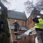 Sandomierz. Ratowanie zabytkowej lipy / Grażyna Szlęzak-Wójcik / Radio Kielce