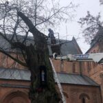 Sandomierz. Ratowanie zabytkowej lipy / Grażyna Szlęzak-Wójcik / Radio Kielce