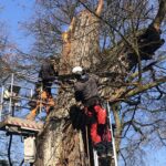 Sandomierz. Ratowanie zabytkowej lipy / Grażyna Szlęzak-Wójcik / Radio Kielce