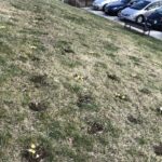 10.03.2020. Sandomierz. Krokusy / Grażyna-Szlęzak-Wójcik / Radio Kielce