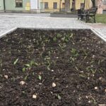 10.03.2020. Sandomierz. Plac Poniatowskiego. Krokusy / Grażyna-Szlęzak-Wójcik / Radio Kielce