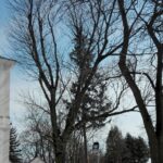 15.03.2020. Sandomierz. Jesion wyniosły przy kościele św. Pawła / Anita Łukawska