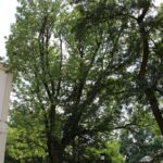 15.03.2020. Sandomierz. Jesion wyniosły przy kościele św. Pawła / Anita Łukawska