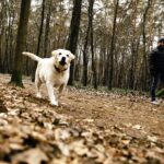 21.03.2020 Kielce. Las Stadion. Spacery / Jarosław Kubalski / Radio Kielce