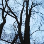 15.03.2020. Sandomierz. Klon w Parku Piszczele / Anita Łukawska