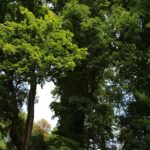 15.03.2020. Sandomierz. Klon w Parku Piszczele / Anita Łukawska