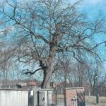 15.03.2020. Sandomierz. Lipa przy kościele św. Jakuba / Anita Łukawska