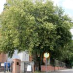 15.03.2020. Sandomierz. Lipa przy kościele św. Jakuba / Anita Łukawska