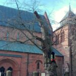 15.03.2020. Sandomierz. Lipa przy kościele św. Jakuba / Anita Łukawska