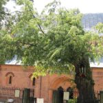 15.03.2020. Sandomierz. Lipa przy kościele św. Jakuba / Anita Łukawska