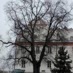 15.03.2020. Sandomierz. Lipa pod Collegium Gostomianum / Anita Łukawska