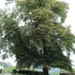 15.03.2020. Sandomierz. Lipa pod Collegium Gostomianum / Anita Łukawska