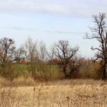 15.03.2020. Sandomierz. Lipy przy zasypanych jeziorach / Anita Łukawska