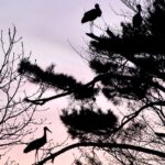 19.03.2020. Bociany w okolicy Góry Włochy w Paśmie Cisowskim / Monika Karst / Nadleśnictwo Kielce