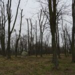 06.03.2020. Opatów. Park w Opatowie / Emilia Sitarska / Radio Kielce