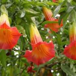 Muzyczne podróże. Kolumbia / Danuta Rasała i Sławomir Skowron