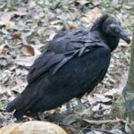 Muzyczne podróże. Kolumbia / Danuta Rasała i Sławomir Skowron