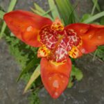 Muzyczne podróże. Kolumbia / Danuta Rasała i Sławomir Skowron