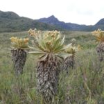 Muzyczne podróże. Kolumbia / Danuta Rasała i Sławomir Skowron