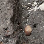 04.03.2020. Wiślica. Modernizacja Muzeum Archeologicznego w Wiślicy / Wiktor Taszłow / Radio Kielce