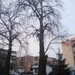 15.03.2020. Sandomierz. Topole przy ul. Baczyńskiego / Anita Łukawska