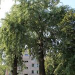 15.03.2020. Sandomierz. Topole przy ul. Baczyńskiego / Anita Łukawska