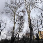 15.03.2020. Sandomierz. Topole w Parku Piszczele / Anita Łukawska