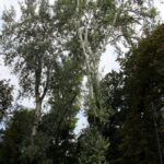 15.03.2020. Sandomierz. Topole w Parku Piszczele / Anita Łukawska