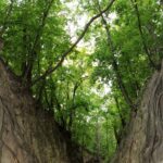 15.03.2020. Sandomierz. Wąwóz Świętej Królowej Jadwigi / Anita Łukawska