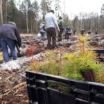 Wiosenne odnawianie lasów w Nadleśnictwie Daleszyce / Picasa / Paweł Kosin