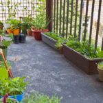 18.04.2020 Kielce. Rośliny na balkonie / Wiktor Taszłow / Radio Kielce