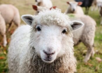 Picasa / Radio Opole