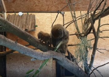 Ogród Zoologiczny Opole