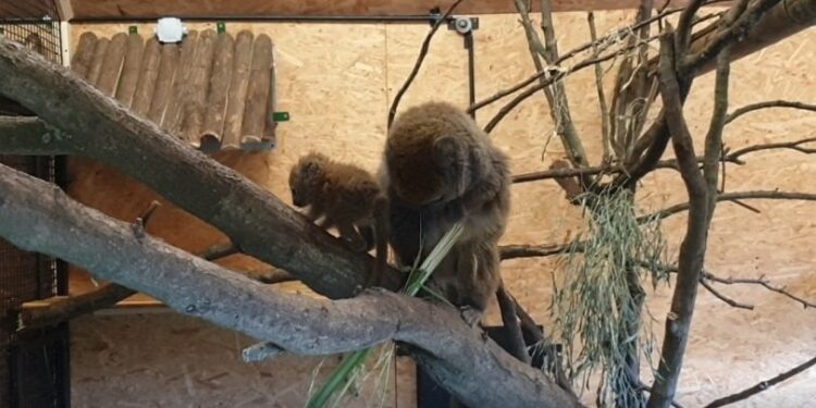 Ogród Zoologiczny Opole