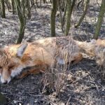 07.04.2020 Sandomierz. Ranny lis / Straż Ochrony i Ratownictwa Zwierząt w Polsce - PSPA / Facebook