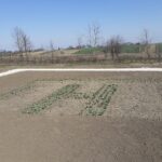 12.04.2020 Gorzków. Ogród biblijny / Agnieszka Kula-Kielian - kierownik placówki Caritas w Gorzkowie