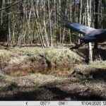 Żurawie zarejestrowane przez fotopułapkę w Nadleśnictwie Barycz / Piotr Borkowski