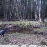Żurawie zarejestrowane przez fotopułapkę w Nadleśnictwie Barycz / Piotr Borkowski