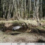Żurawie zarejestrowane przez fotopułapkę w Nadleśnictwie Barycz / Piotr Borkowski