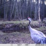 Żurawie zarejestrowane przez fotopułapkę w Nadleśnictwie Barycz / Piotr Borkowski
