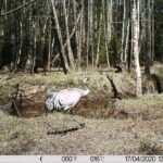 Żurawie zarejestrowane przez fotopułapkę w Nadleśnictwie Barycz / Piotr Borkowski